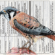 Illustration for article titled The falcon who came folded into your bank statements